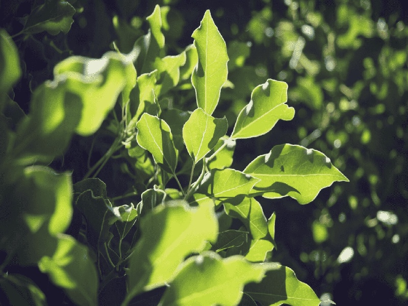 试管前不能大补（不孕不育抗体检查费用）